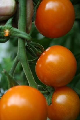 Picture of Tomato Sungold F1